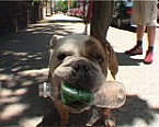 Hund mit Plastikflasche im Maul - Auge in Auge Bild: Hund mit Plastikflasche im Maul - Auge in Auge